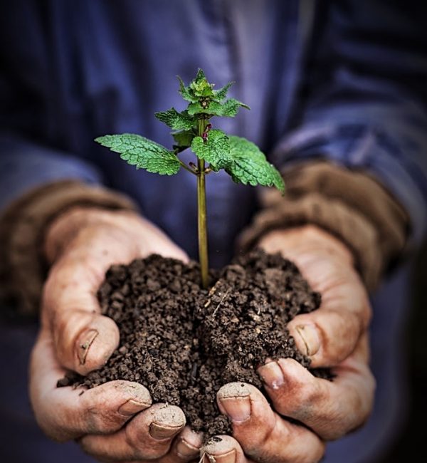 Hands holding new growth plant. Mature man in the garden.