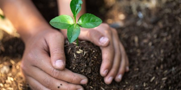 The hands of a teenage boy who is taking care of the growing seedlings on fertile soil.Natural care concepts and world preservation, global warming reduction. World Environment Day.