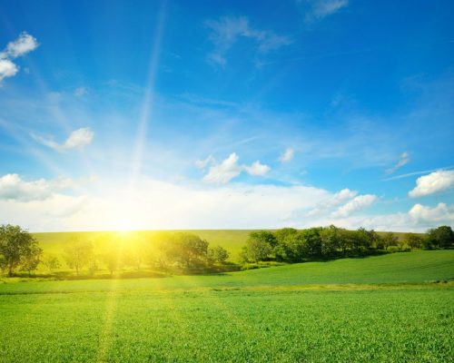 Green field and blue sky with light clouds. Bright sunrise over the horizon.