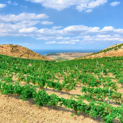 vineyard with the sea at horizon in a scenic landscape of Sicily in summer below cloudscape